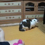 [고양이] 왕하트<b>무늬</b> 고양이를 소개합니다~