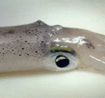 [공포베스트] 자세히보면 끔찍한 오징어의 <b>표면</b>