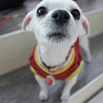 눈물을 머금고 <b>주니</b>어(애완견)을 분양합니다.