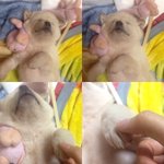 [쫑꽁쫑꽁] 내새끼 진돗개 꽁이2