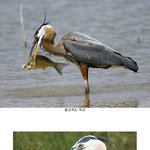 [판팟] 뭐냐 <b>이새</b>의 정체는 ㄷㄷ