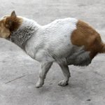 두발로 걷는 유기견 '시바오(<b>si</b> bao)'의 도전