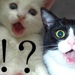 [모델<b>신청</b>] 연예인 헤어라인 승무원 헤어라인 ??? 무료로 해주는데...