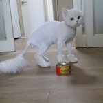 고양이 페르시안? 주웠는데 키우실분