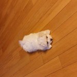 55일된 말티즈아가 사탕이(3)