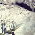 [하고싶은말] 이번 봄에는 <b>기적</b>이 일어날까?
