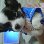 [치와와] 울집 귀요미 짱가소개 장모치와와