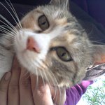 길냥이 짤랭이 이야기