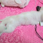 [한글이] 오늘은 앙<b>대용</b>~!