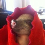 사랑스러운 <b>아기동물</b> 사진들