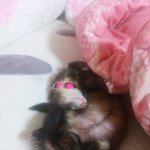 귀염<b>둥이</b> 페럿 뽀야~~~~~