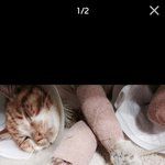 골절고양이 희망이 상태!!