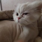 <b>야옹</b>이 눈 좀 봐주세요