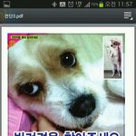 <b>뽀삐</b>야 돌아와