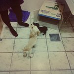 화장실에 <b>새끼</b>강아지2마리를 버리고갔어요 ㅠㅠ