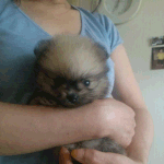 우리집 <b>천둥</b>의 신, 토르 ! (포메라니안)