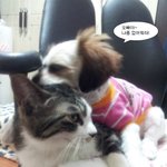 [귀욘삐삐] 고양이도 반해버린 <b>밍키</b>의 매력