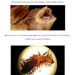 [공포베스트] 남극 심해에서 발견된 괴<b>생명체</b>