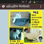 [도와주세요] <b>레오</b>의 대부,대모가 되어주세요