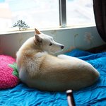 [허스키<b>심바</b>] 매일매일 즐거운 <b>심바</b>의 산책일기