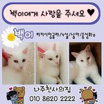 [유기묘] 백이에게 사랑을 나눠주세요