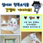 [유기묘] 설이에게 행복소식을 전해줘요