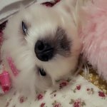 [김분홍빠] 5년동안 날 빠순이 세계로 이끈 김분홍여사 +추가!...