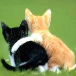 [시우민] 이 고양이 2마리 사진ㅋㅋ