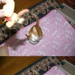 [짤북] 우리 냥이의 <b>반사</b>신경은?