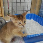 [아비시니안] 여우 만나기에서 지금까지