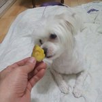 고구마를 먹고 싶은 애니