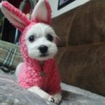 [행보기] 말티즈 행복이의 일상다반사 !