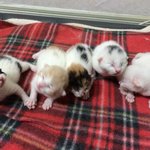 저희 뚱이가 <b>꼬물</b>이를 낳았어요