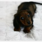 귀요미 닥스훈트 롱헤어 3개월