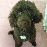 [강아지사랑] 인천 <b>남구</b> 용현5동에 사시는분들 봐주세용