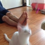 사람같은우리집냥이