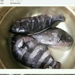 [짠짜] <b>사치</b>류 갑