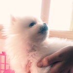 [포메라니안] som's <b>story</b> 2