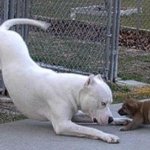 1초뒤가 궁금한 <b>동물사진</b>.jpg