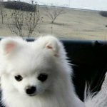 화이트<b>포</b><b>메</b>  흰둥이