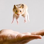 공중부양하는 귀여운 <b>동물</b> 사진들