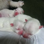 태어난지 한달된 이쁜이들...