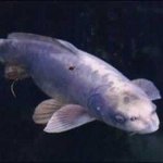 [공포베스트] 신기한 <b>생물</b>들