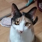 고양이 애정결핍 문제 ㅠㅠ <b>집사</b>님들 도와주세요 ㅠㅠ