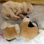 *신생견* <b>꼬물</b>이의 육아일기1.