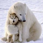 [시우민] 늑대와 미녀 (Wolf) 웅녀<b>Ver</b>.