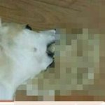 [EXO] 너네 여기서 쌍수하지마 <b>실밥</b>풀림ㅋ