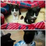 (<b>천안시</b> 보호소) 가족을 만나 행복찾은 아이들..그리고 가족을 애타게...