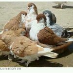 [짠짜] 우크라이나 <b>비둘기</b>