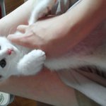 [<b>개똥</b>이] 고양이ㅡ개똥이